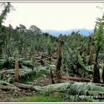 Mampituba terá perda de 80% na produção de banana causada pelo vendaval do dia 1º de julho