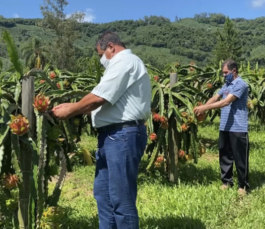 Abertura da colheita da Pitaia em Mampituba